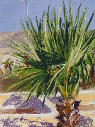 Wellington Palm , pastel on paper, 37cm x 28cm
